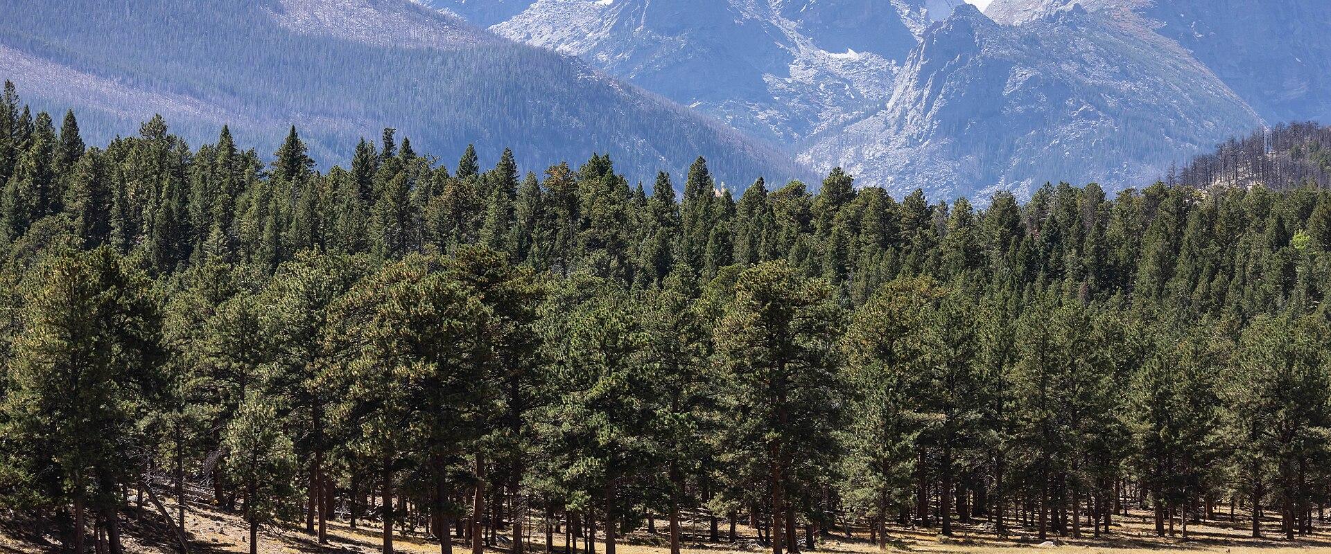 Snow-streaked peaks of the Continental Divide above a forested meadow in Rocky Mountain National Park