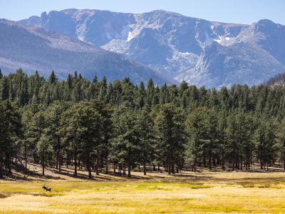 Snow-streaked peaks of the Continental Divide above a forested meadow in Rocky Mountain National Park