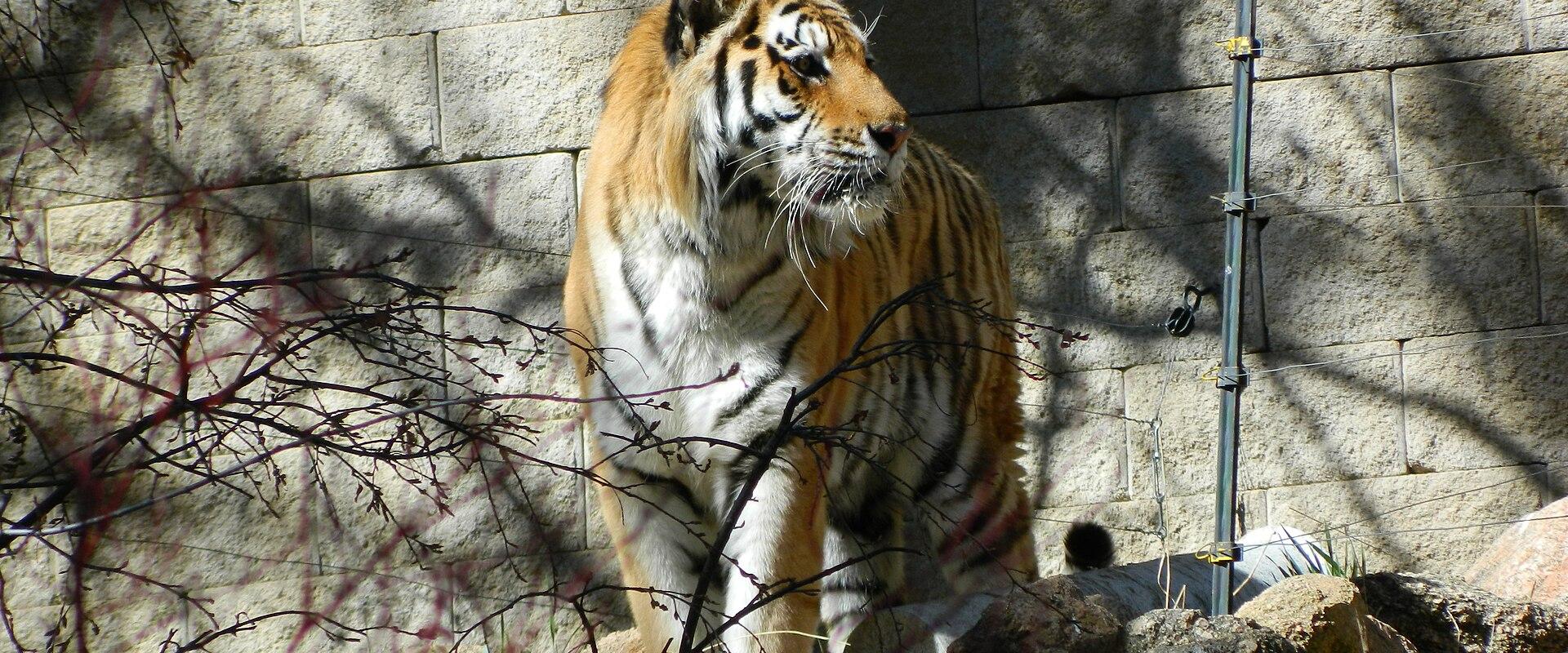 Cheyenne Mountain Zoo
