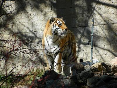 An Amur tiger standing in an outdoor enclosure with a light-colored block wall background and foreground branches.
