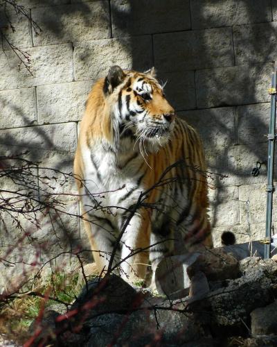 An Amur tiger standing in an outdoor enclosure with a light-colored block wall background and foreground branches.