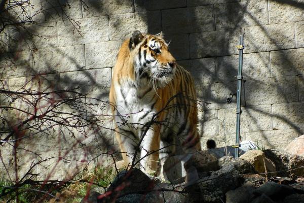 Cheyenne Mountain Zoo