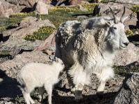 Mount Blue Sky (Mount Evans)