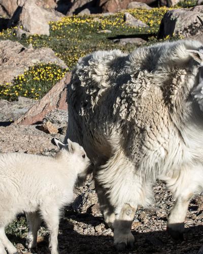 A mountain goat and its kid standing among rocky terrain with yellow alpine flowers in the background.