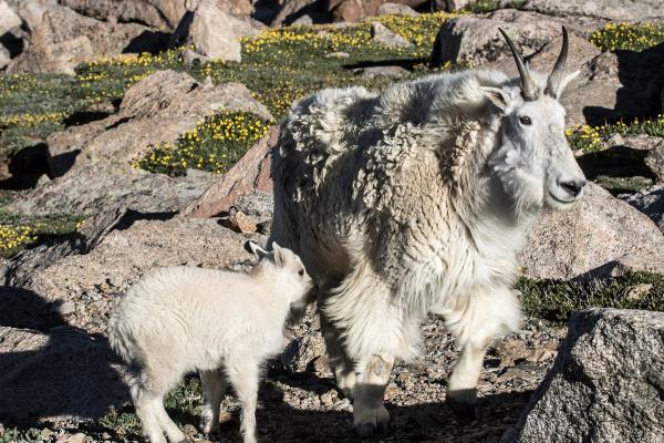 Mount Blue Sky (Mount Evans)