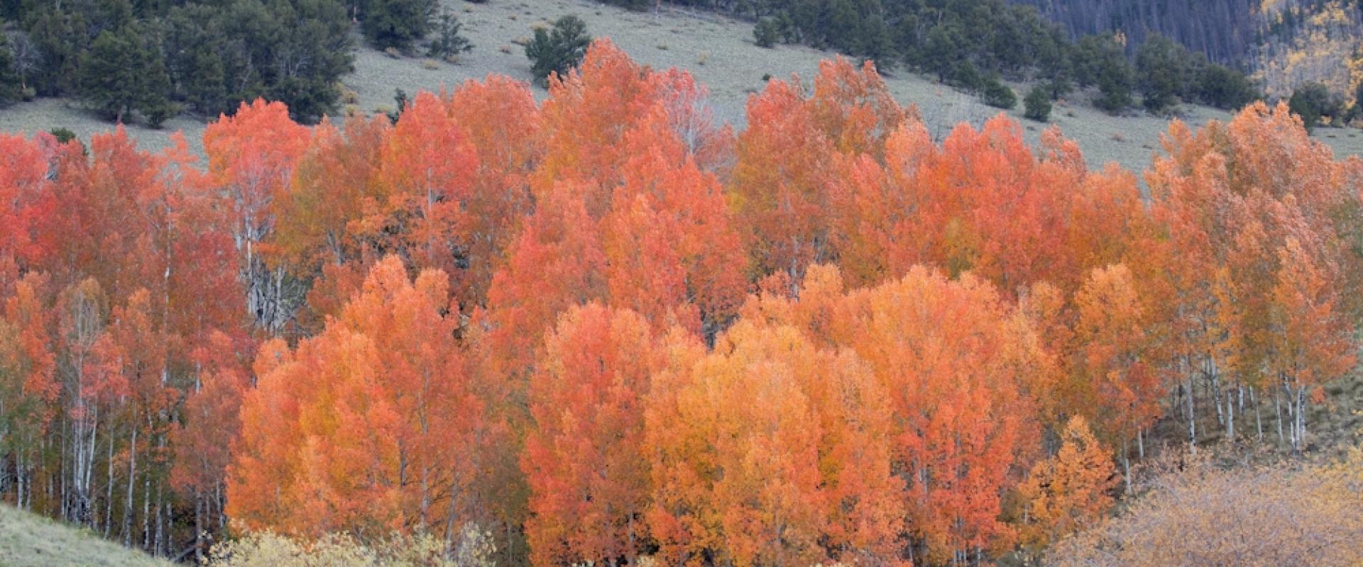 A grove of golden and orange aspens in the Rio Grande National Forest