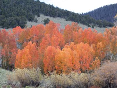 A grove of golden and orange aspens in the Rio Grande National Forest