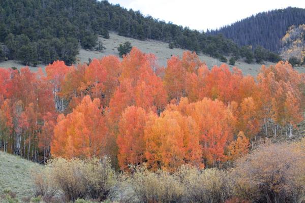 Rio Grande National Forest