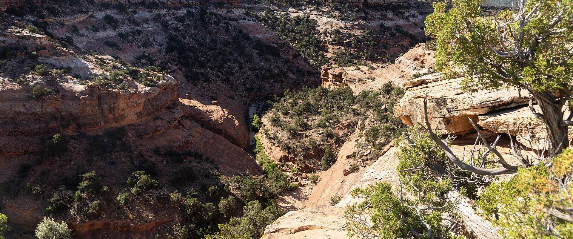 Juniper-dotted sandstone canyon in Canyons of the Ancients National Monument