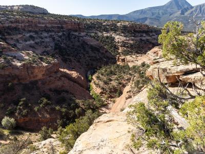 Juniper-dotted sandstone canyon in Canyons of the Ancients National Monument